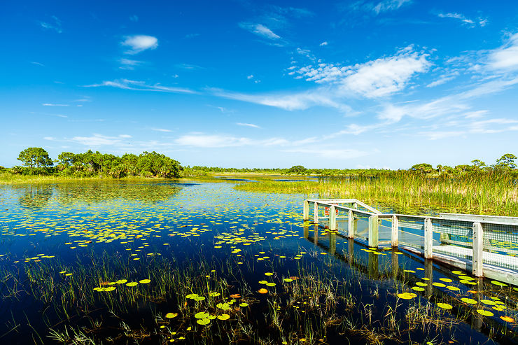 Everglades - États-Unis 