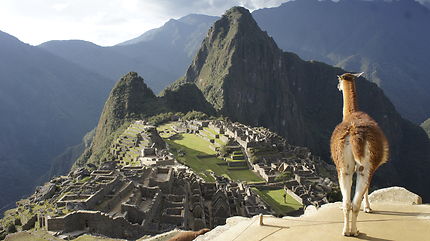 Lama du Pérou