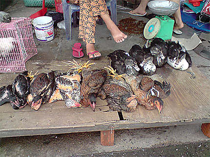 Les canards au marché de Nha Trang