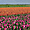 Tulipes à Texel