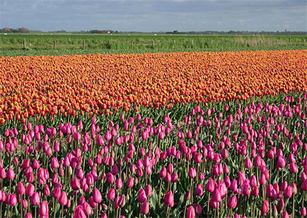 Tulipes à Texel