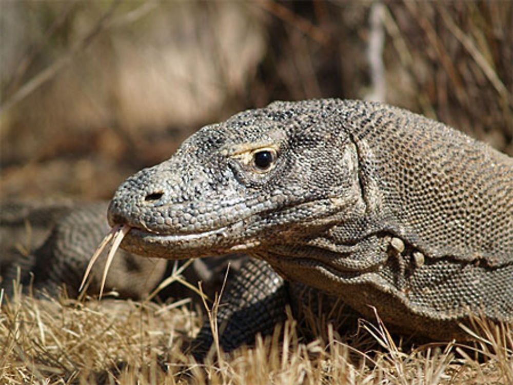 Varanus komodoensis