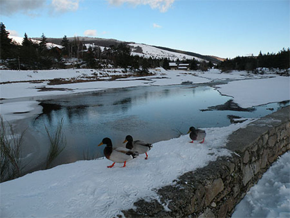 Lac de Camprieu