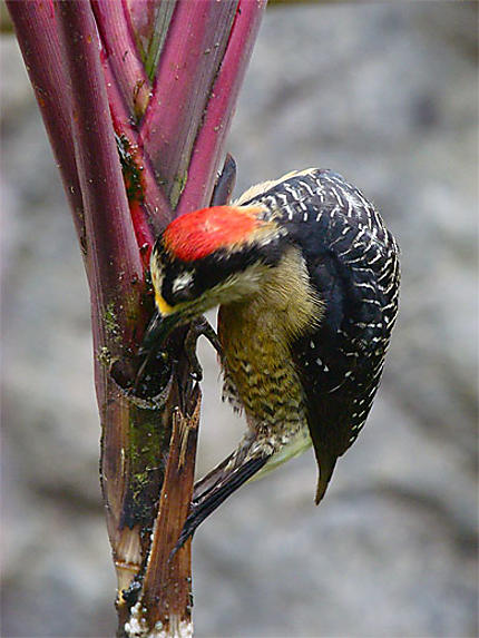 Bird in La Paz