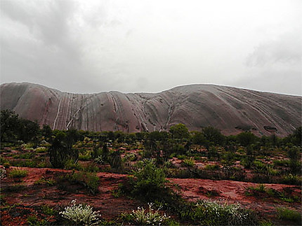 Uluru sous la pluie