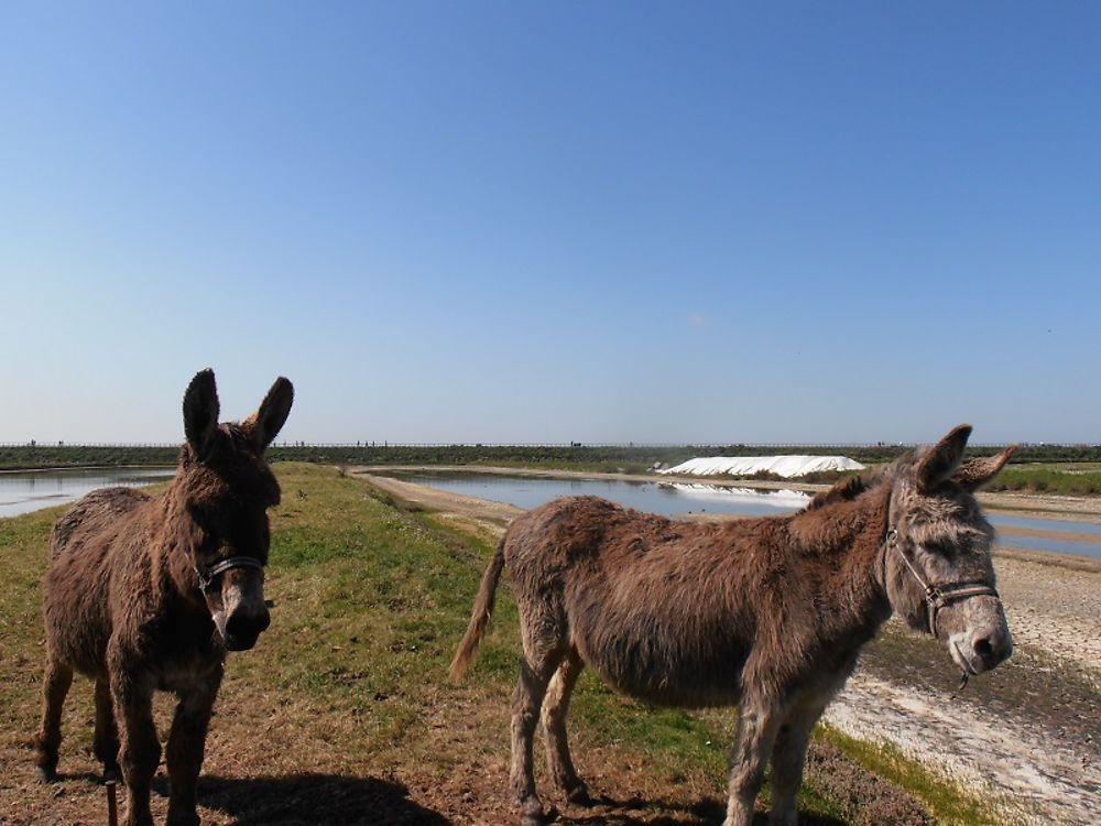 Ânes dans les marais de Noirmoutier-en-l'Ile 