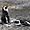 Pingouins - Près de Boulders Beach