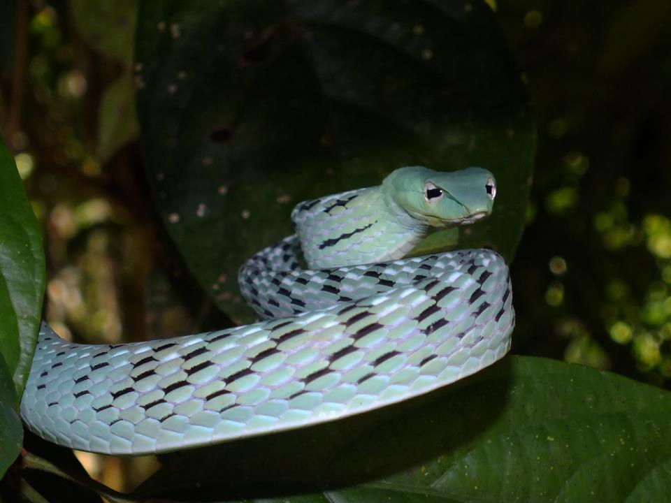 Serpent dans la jungle