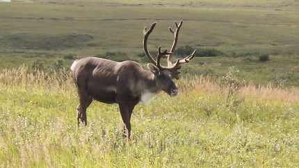 Caribou au Parc National et Réserve Denali 