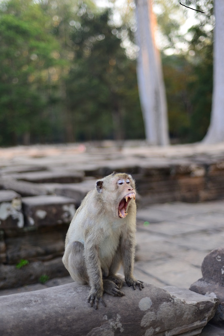 Les singes sont là, au lever du soleil ! Les singes sont là, au lever du soleil !