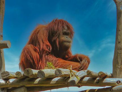 Un orang-outan au Zoo de la Palmyre