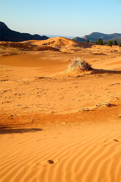 Coral Pink Sand Dunes Park, dans l'Utah Coral Pink Sand Dunes Park, dans l'Utah