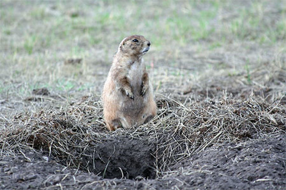 Chien de prairie au custer state park