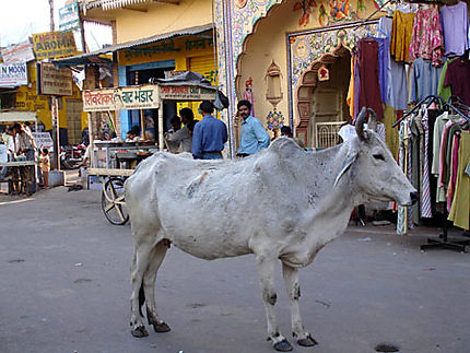 Vache dans les rues de Pushkar