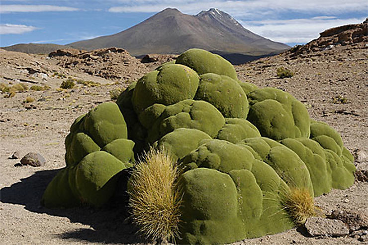 Altiplano, Andes