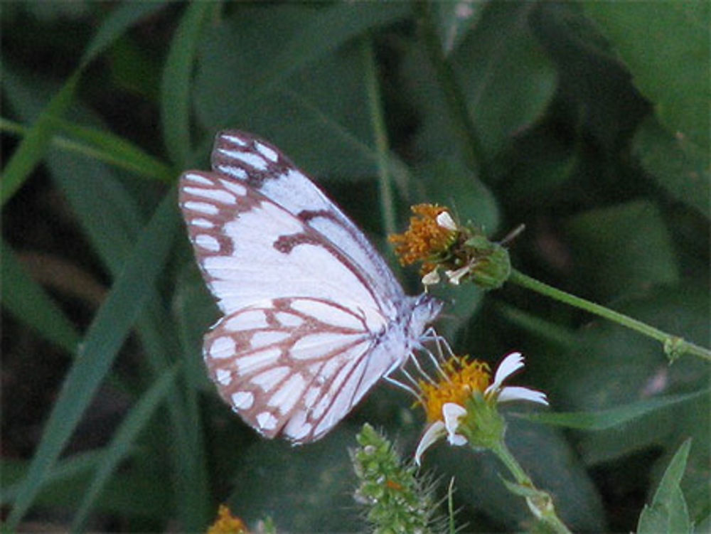 Papillon blanc