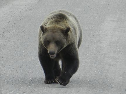 Grizzly au Parc National et Réserve Denali