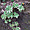 Plante endémique du Cap-Vert, Aeonium gorgoneum