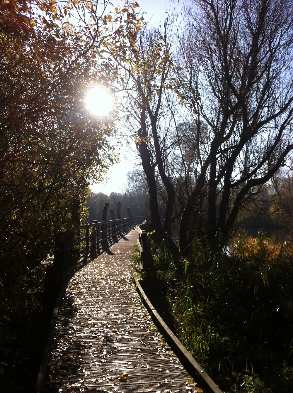 Un pont d'or, dans le marais de Fretin