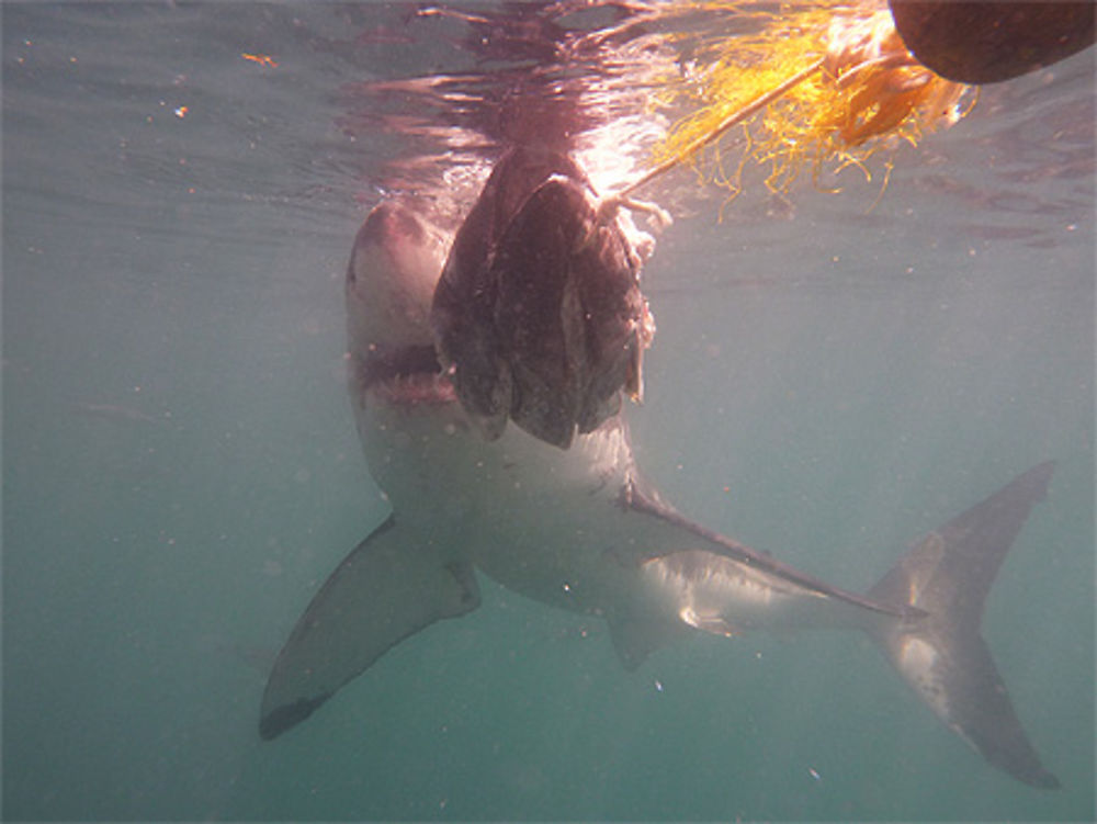 Requin Blanc