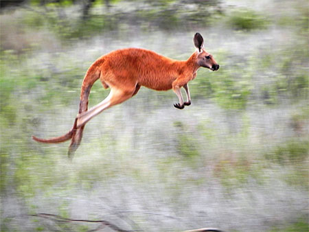 Kangourou roux sauvage Kangourou roux sauvage