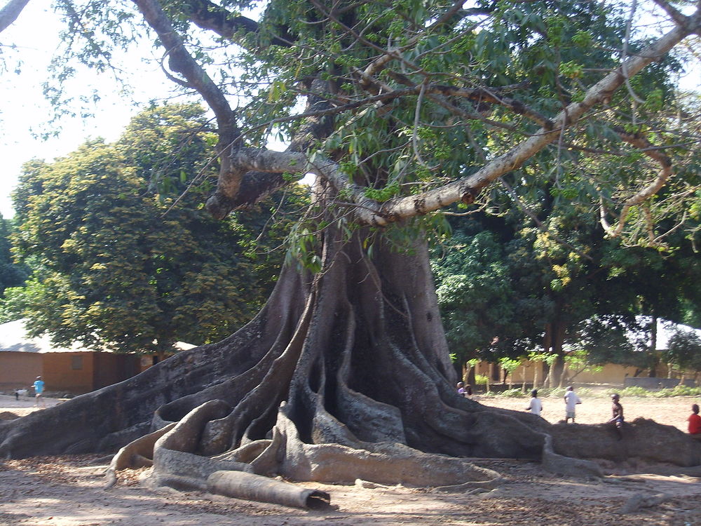 Arbre en Casamance