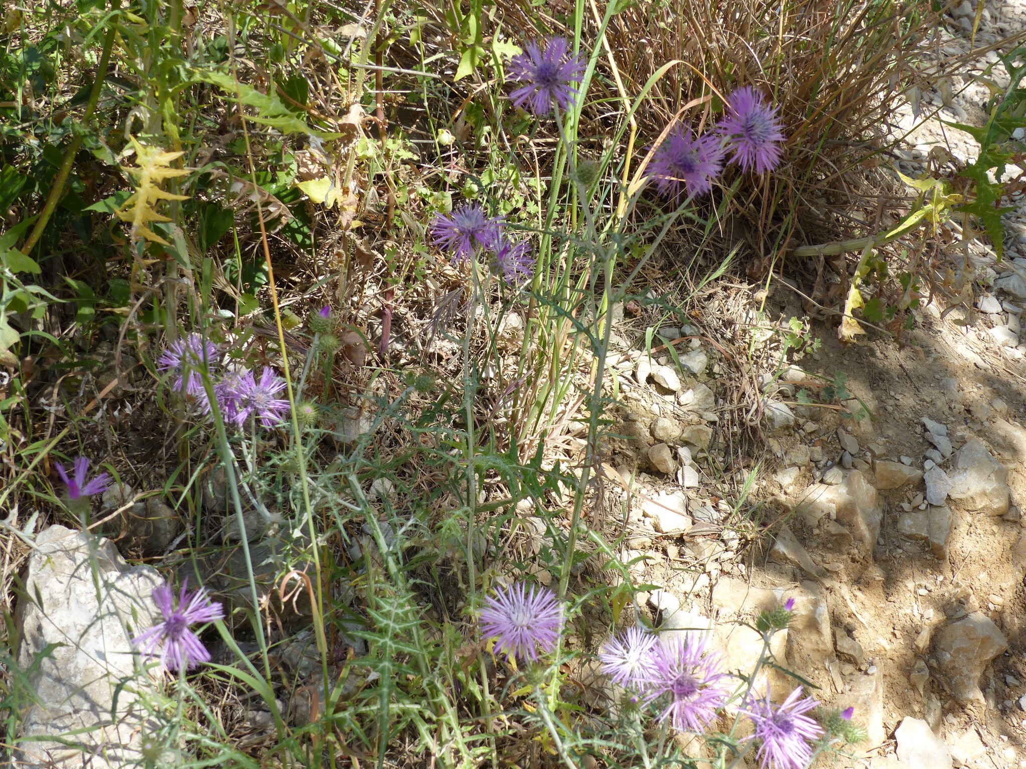 Espèces de chardons Espèces de chardons