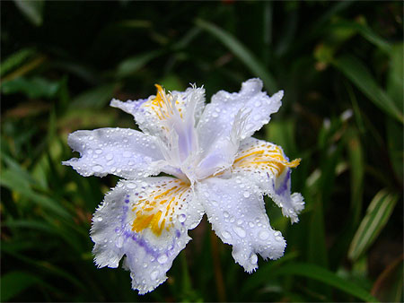 Flower Flower