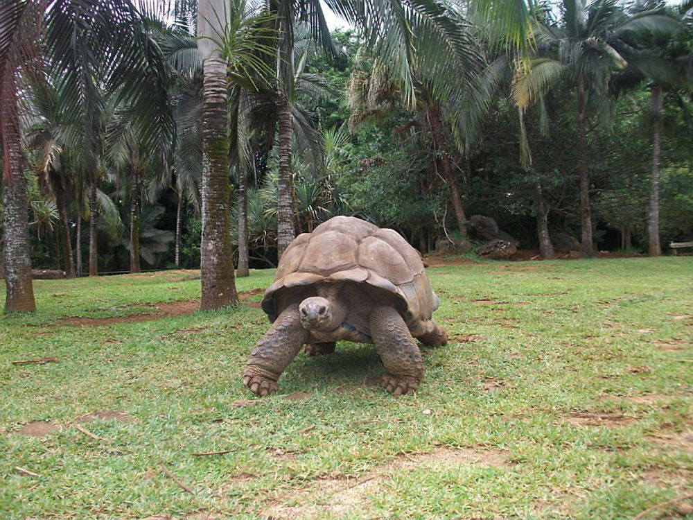 Tortue parc vanille