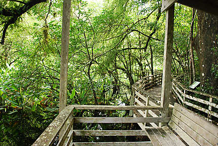 Promenade en bois