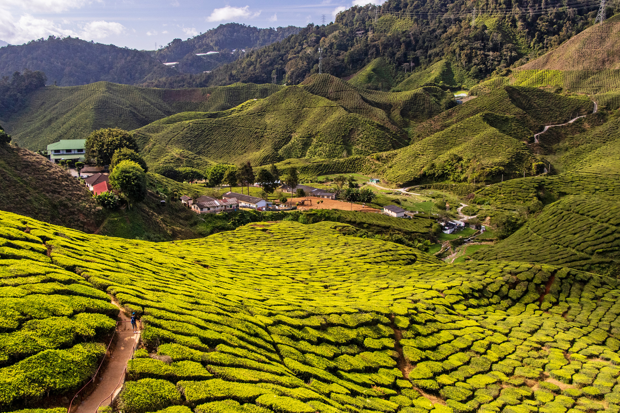 Malaisie : Les Cameron Highlands, Entre Thé Et Randonnée