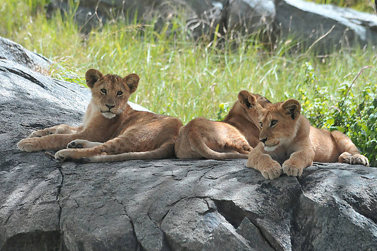 Parc national du Serengeti, Tanzanie