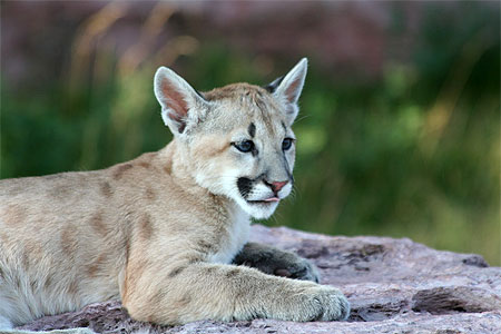 Jeune puma Jeune puma