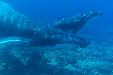 Baleine et son bébé à Rurutu Baleine et son bébé à Rurutu