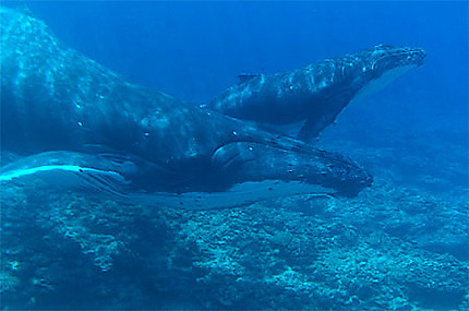 Baleine et son bébé à Rurutu