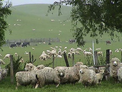 Au pays des moutons