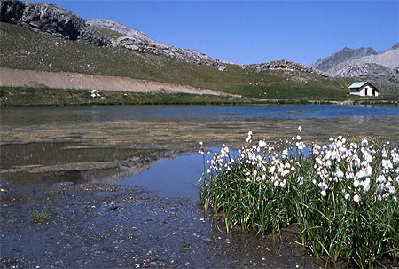 Linaigrette sur le lac Linaigrette sur le lac