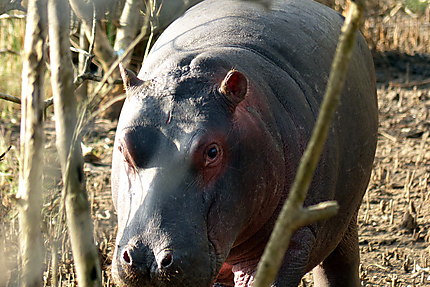 Face à face avec un jeune hippo