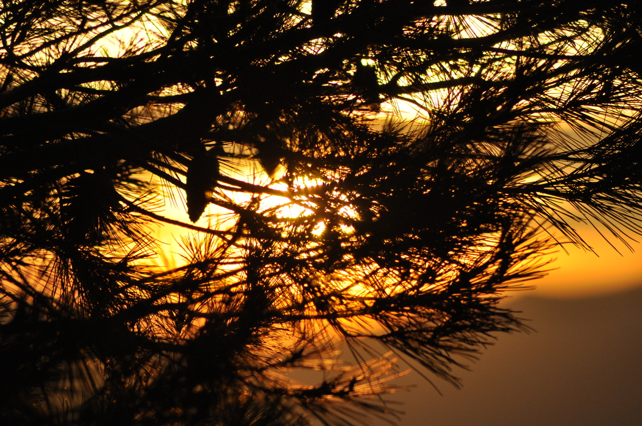 Soleil couchant à travers les pins Soleil couchant à travers les pins