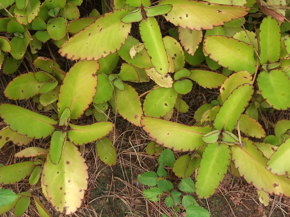 Plante médicinale, Kalanchoe pinnata