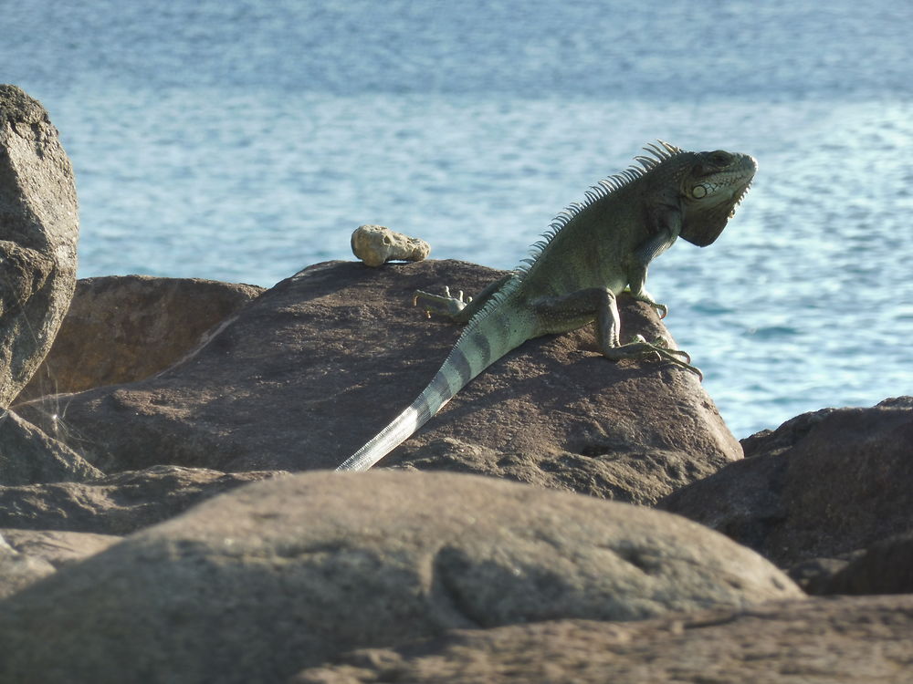 Iguane 