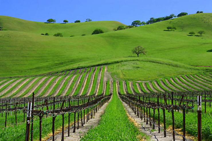 Route du vin californien - Patrick Colin