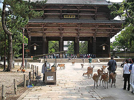 Daims près du temple Todaiji