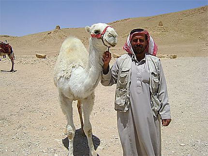 Dromadaire Blanc Dromadaires Animaux Animaux Vallee Des Tombeaux Palmyre Tadmor Route Du Desert Syrie Routard Com