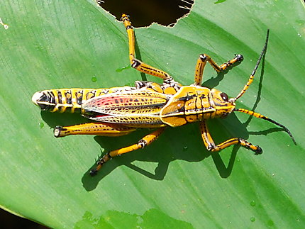Insecte dans la Corkscrew Swamp Sanctuary