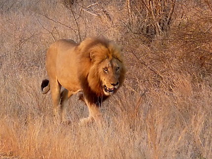 Le roi du Kruger à proximité du camp Satara