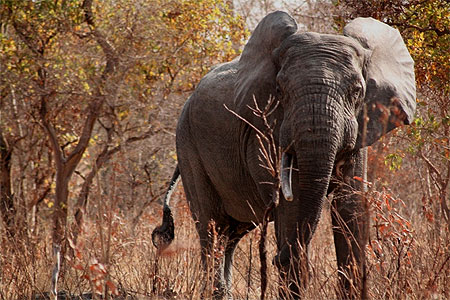 Eléphant Eléphant