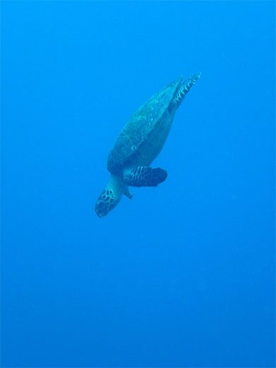Descente de la tortue Descente de la tortue