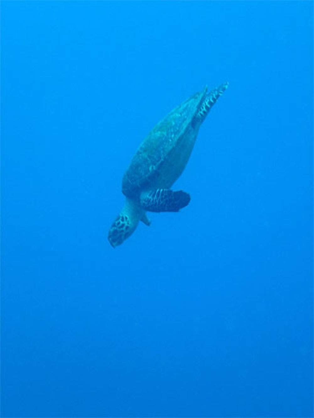 Descente de la tortue