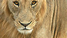 Vos plus beaux portraits de lions